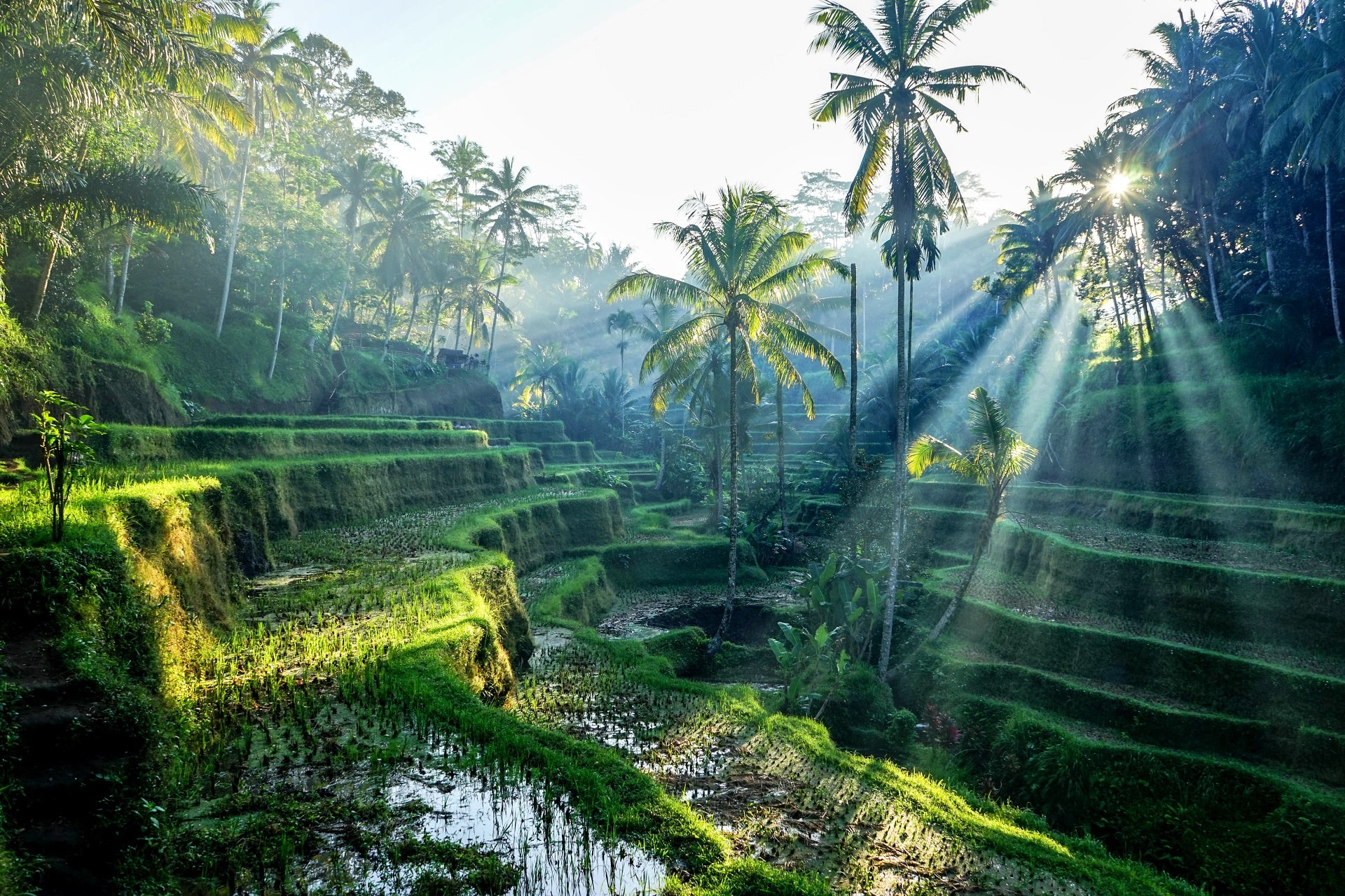 Explore Bali