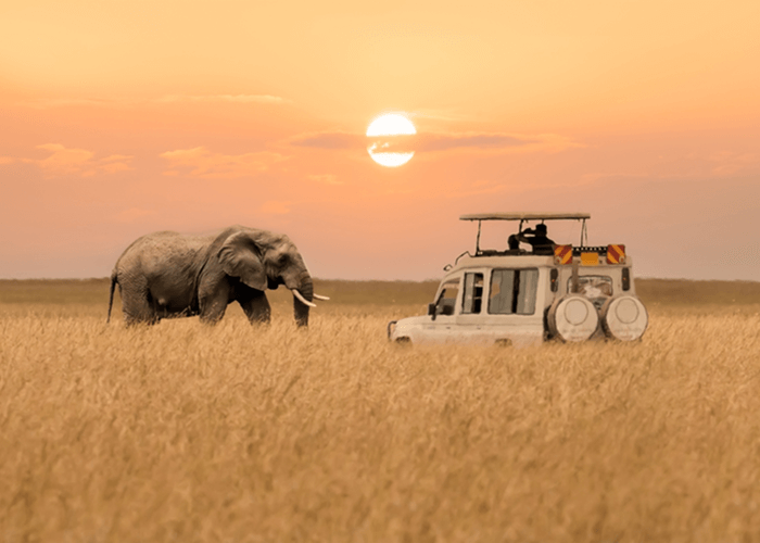 Wildlife