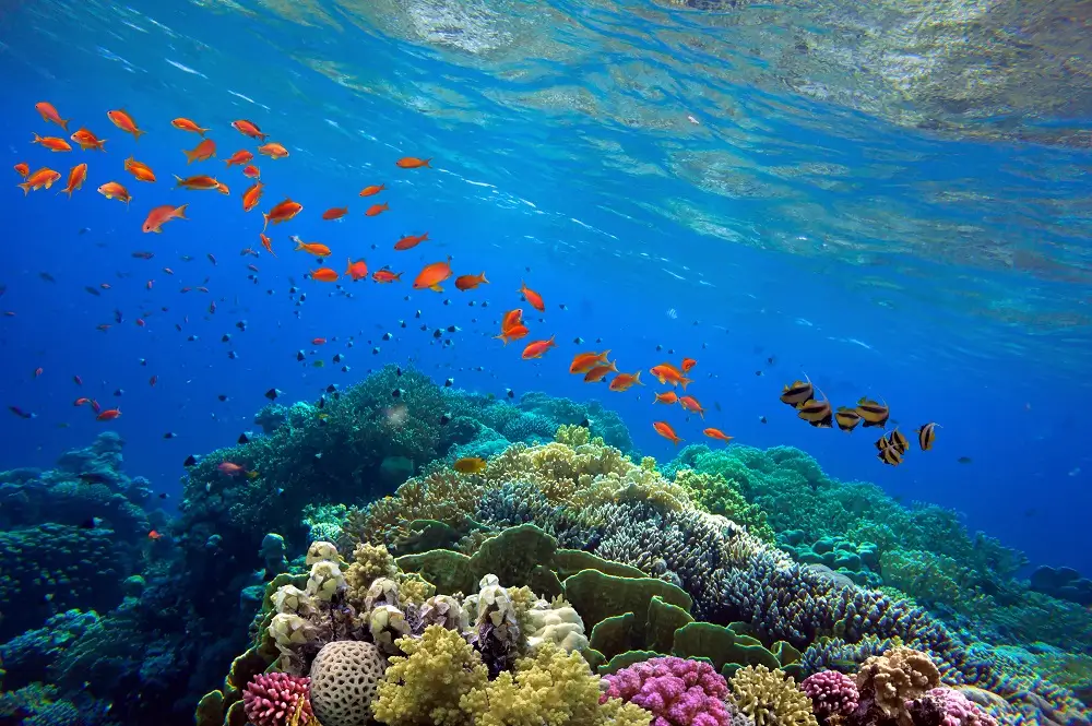 Highlights of the South Pacific