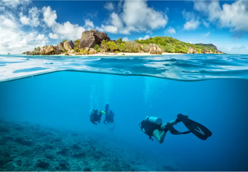 Dolphins, Daring Dives, and the Deep Blue