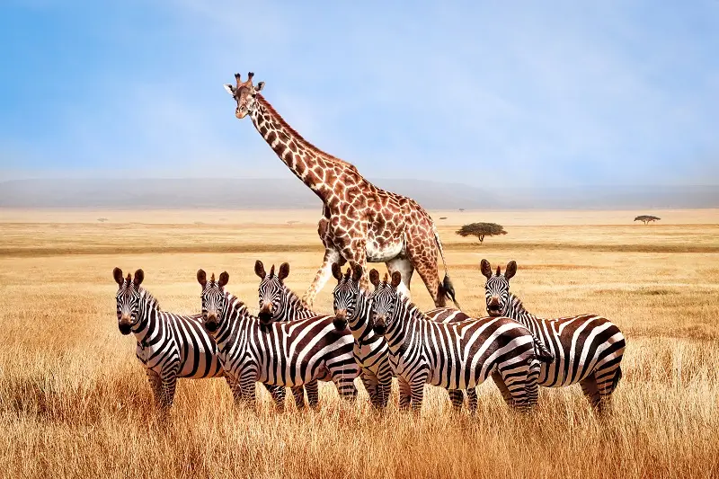 Royal Morubisi Safari Adventure