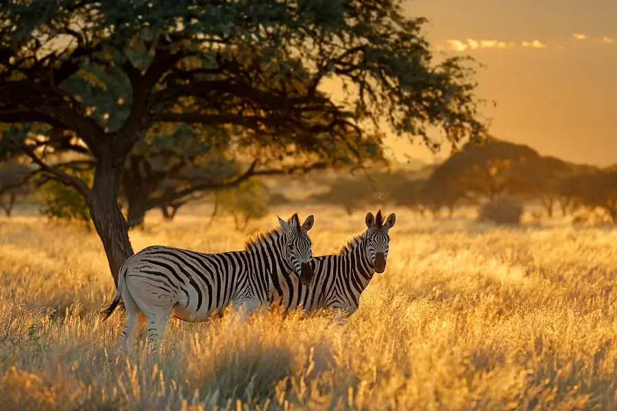 Featured: South Africa